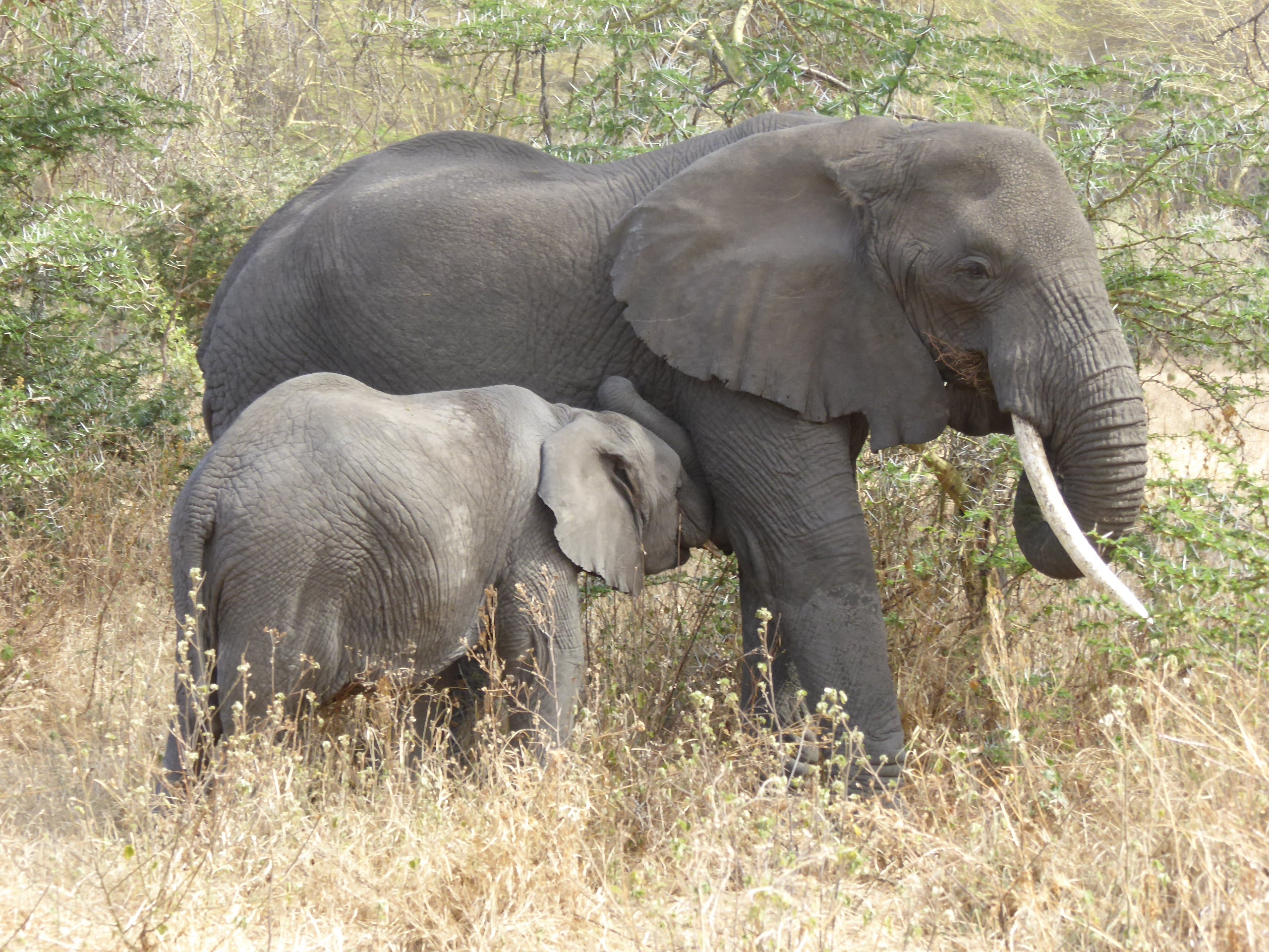 The Serengeti & Beyond <br>31 Aug - 17 Sept, 2026