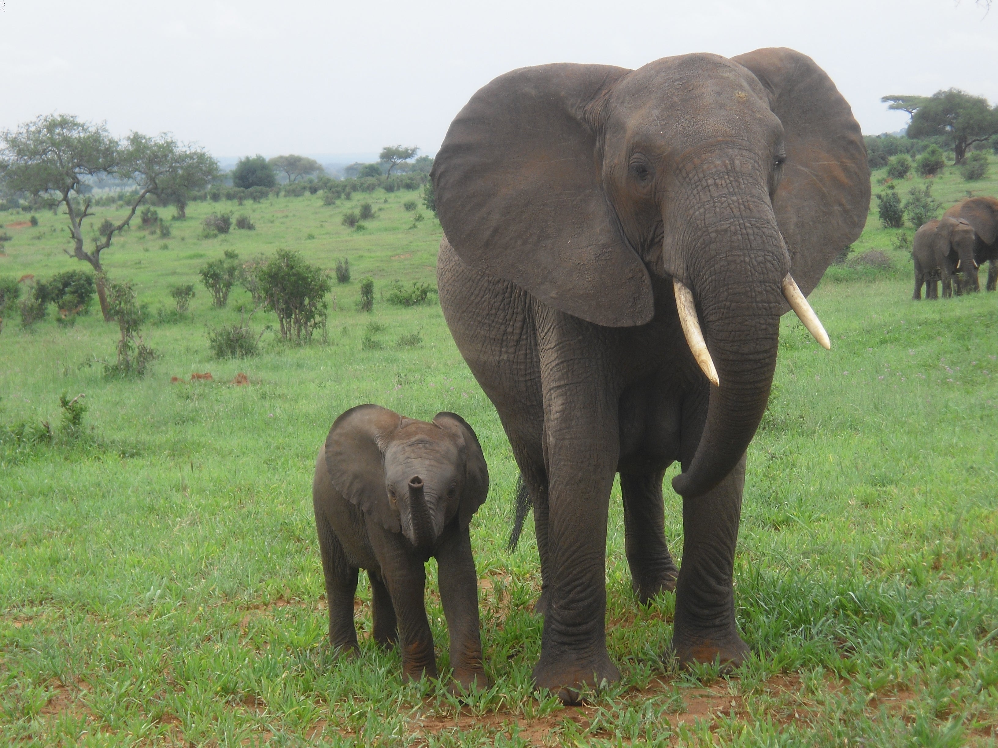 The Serengeti & Beyond <br>31 Aug - 17 Sept, 2026