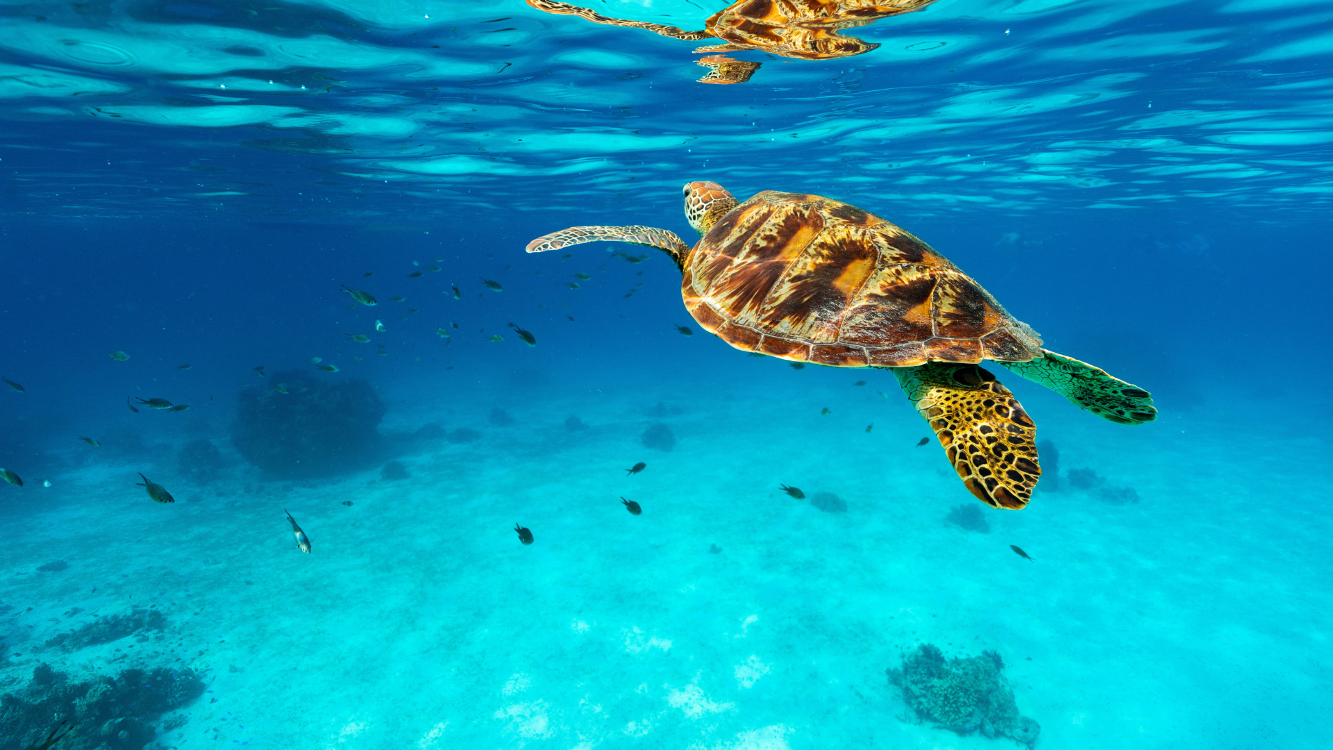 Indonesia's Forgotten Islands 2026