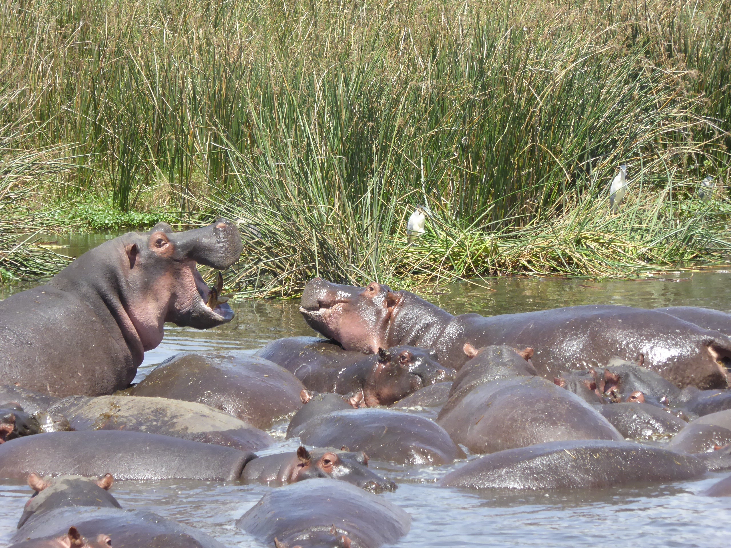 The Serengeti & Beyond <br>31 Aug - 17 Sept, 2026