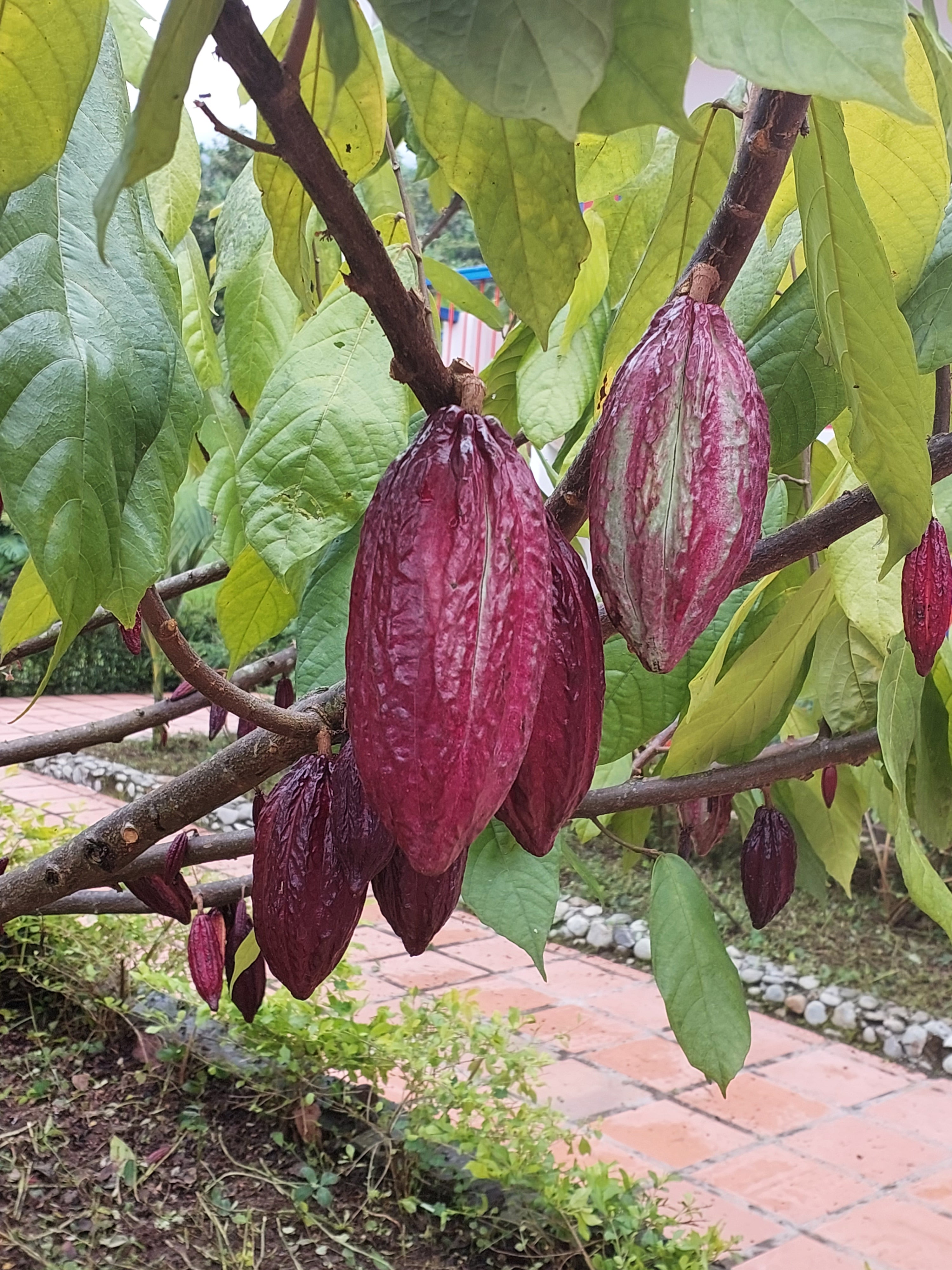 Taste of Colombia <br>8 - 24 Mar, 2027