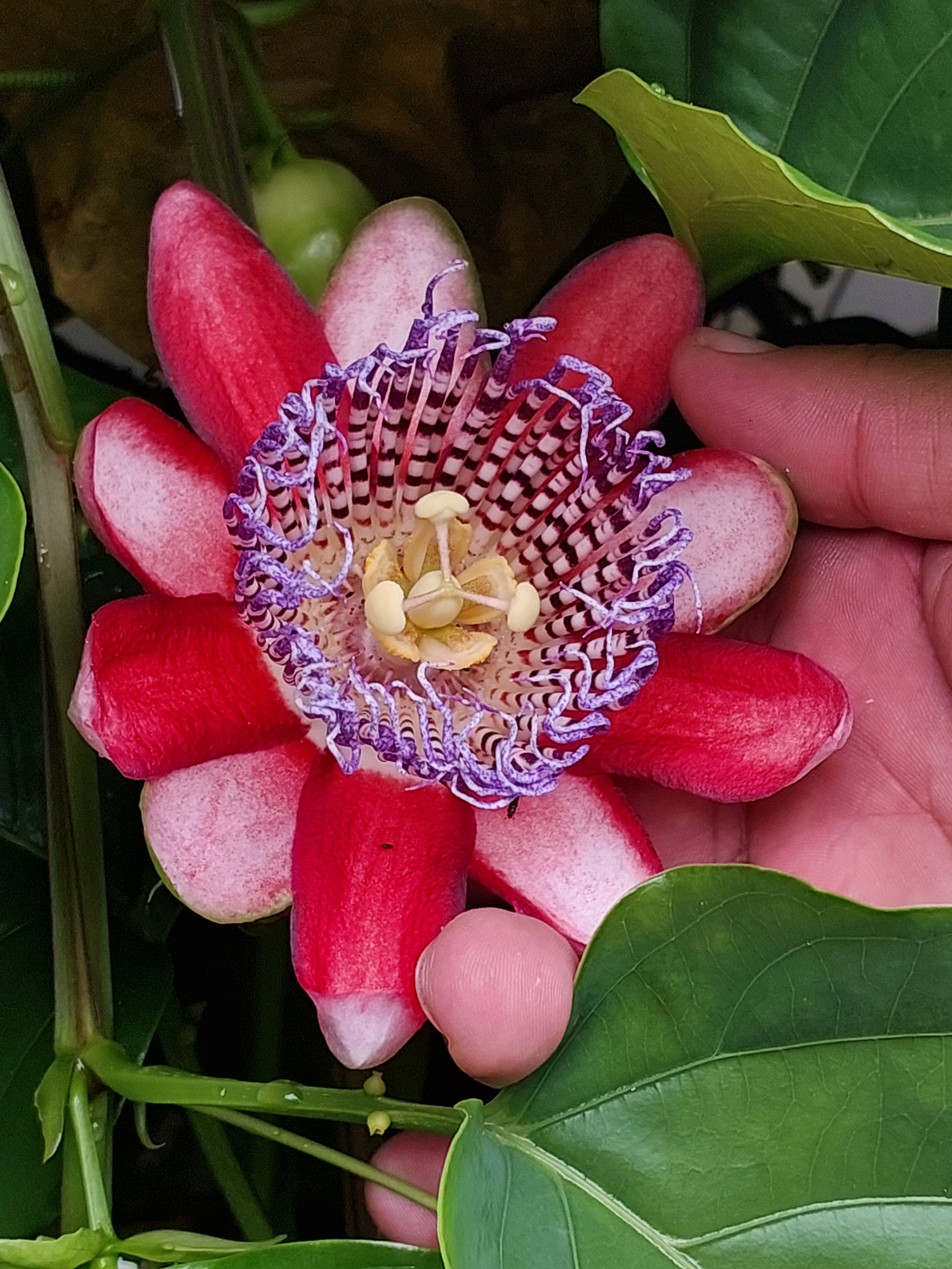 Taste of Colombia <br>8 - 24 Mar, 2027