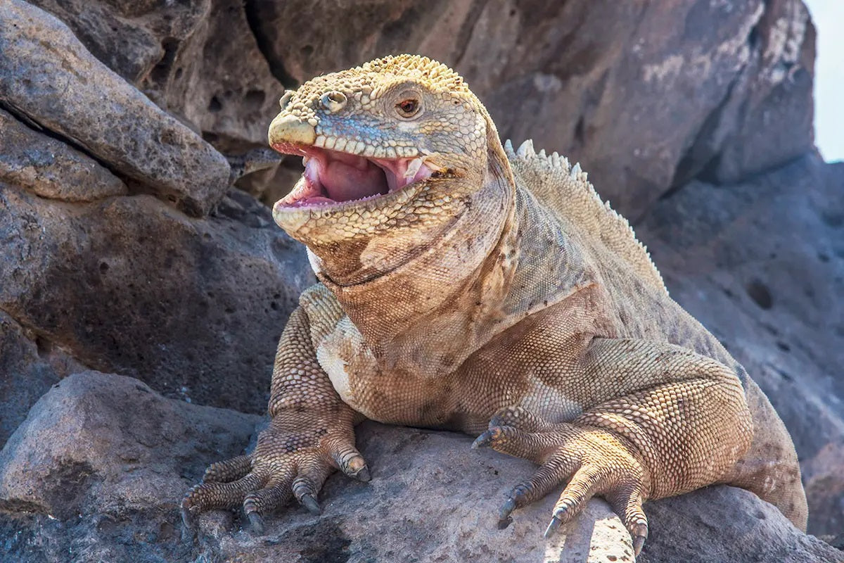 Galapagos Wildlife Cruise <br>19 - 31 May, 2026