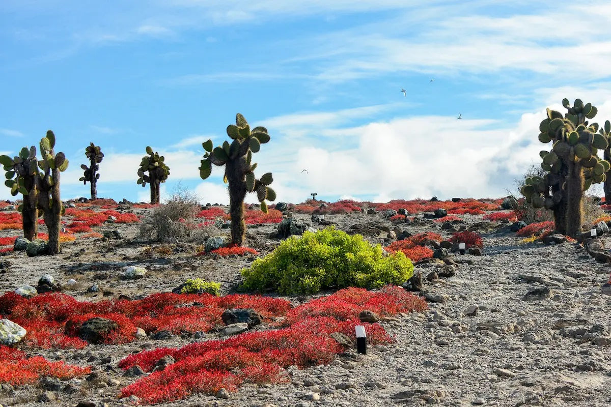 Galapagos Wildlife Cruise <br>19 - 31 May, 2026