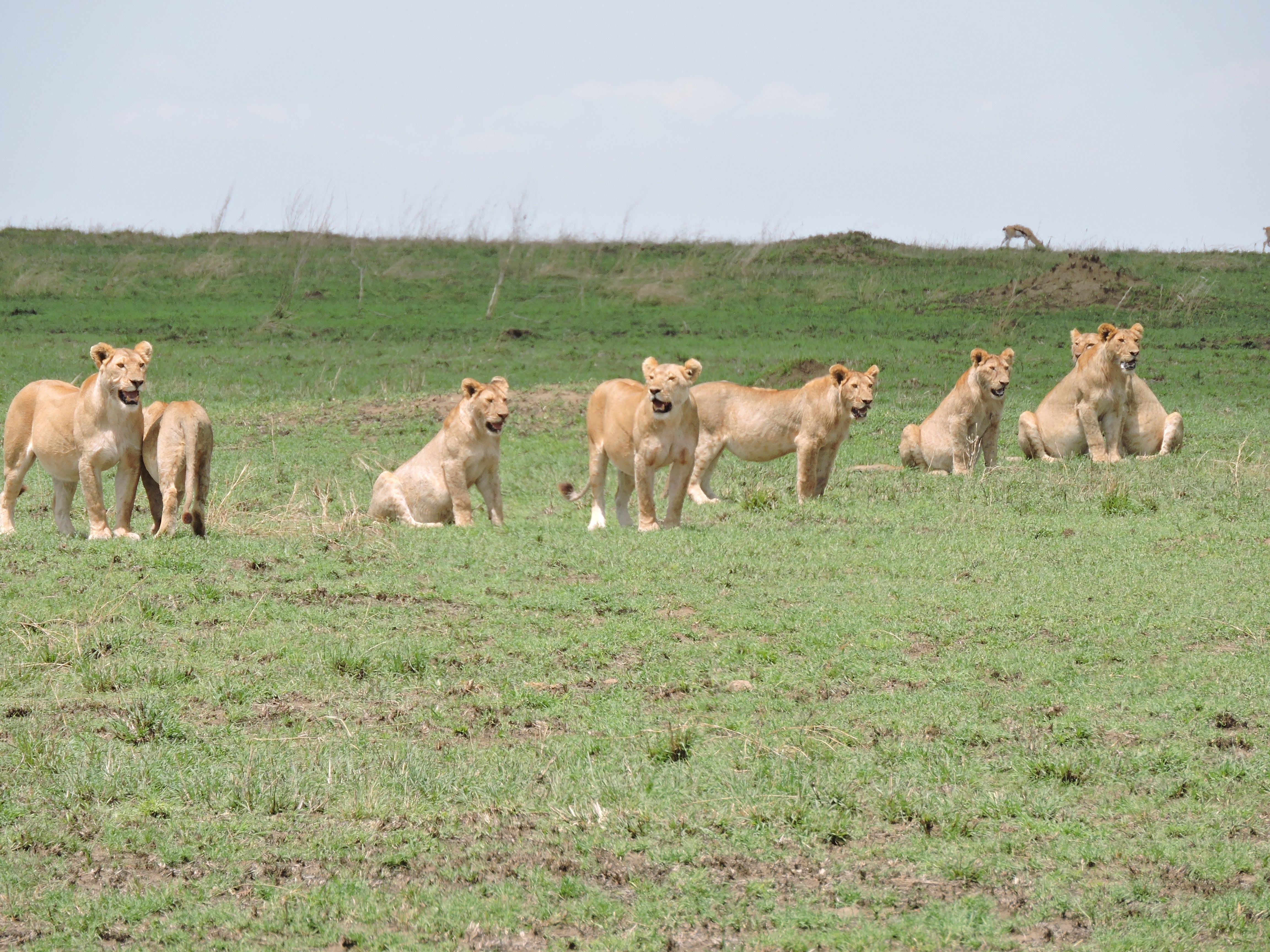 The Serengeti & Beyond <br>31 Aug - 17 Sept, 2026