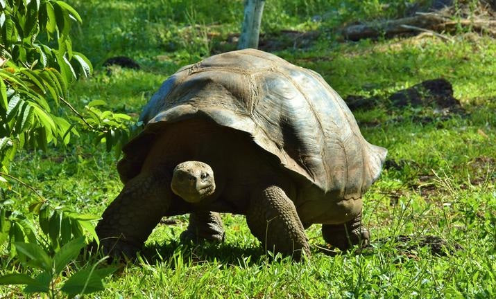 Galapagos Wildlife Cruise <br>19 - 31 May, 2026