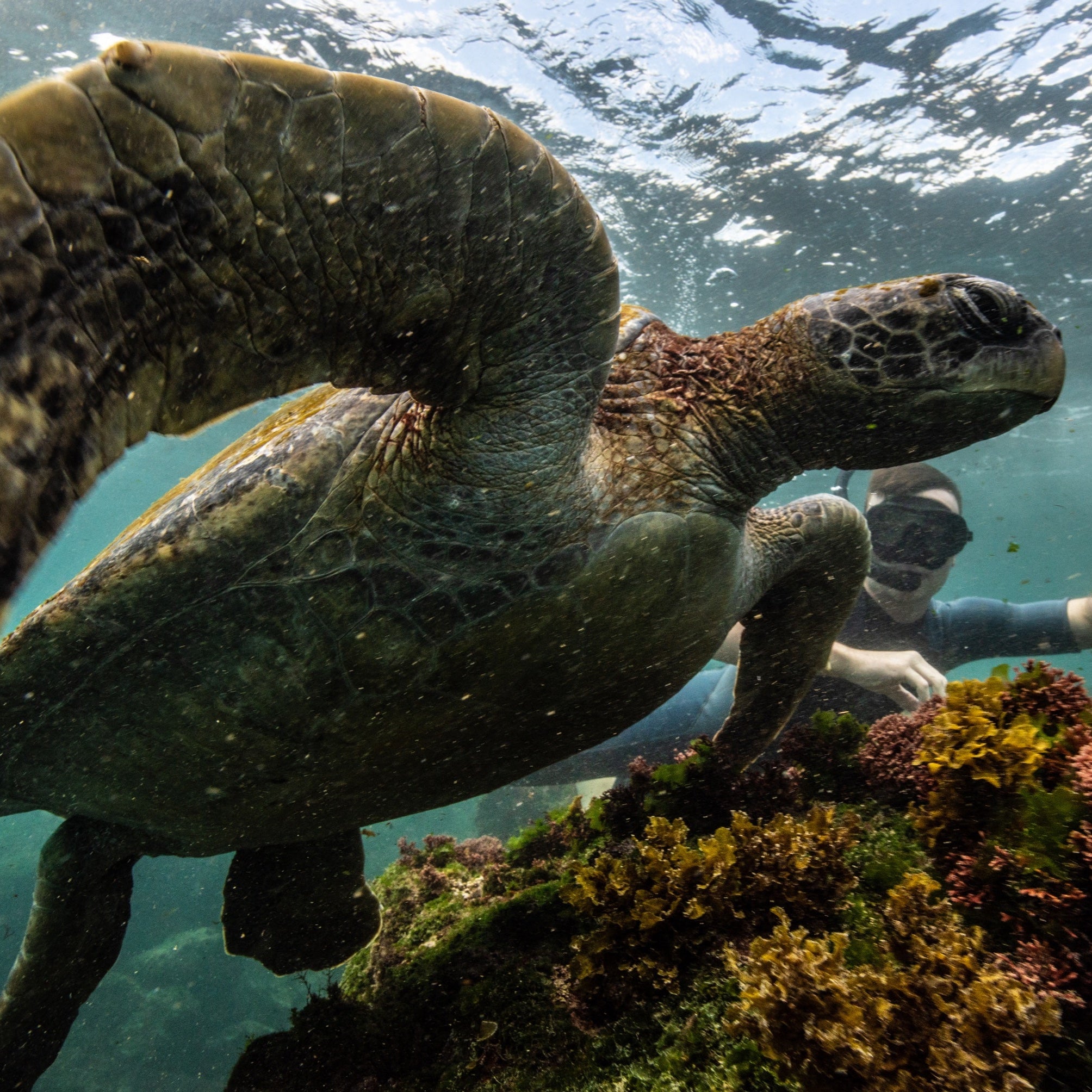 Galapagos Wildlife Cruise 2026<br>19 - 31 May, 2026