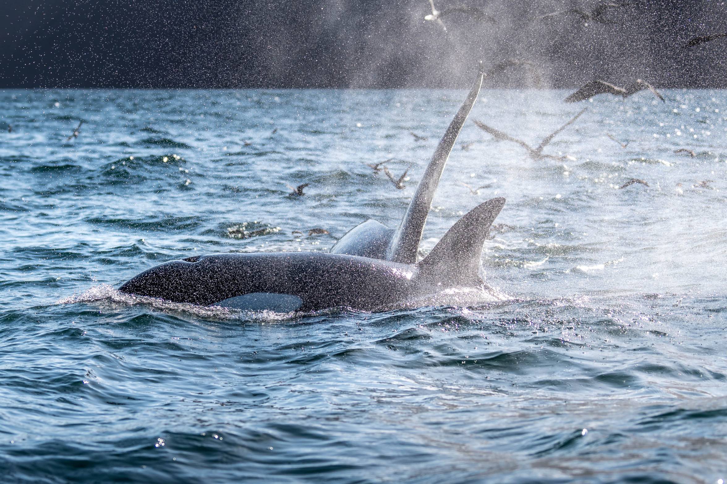 Galapagos Wildlife Cruise 2026<br>19 - 31 May, 2026