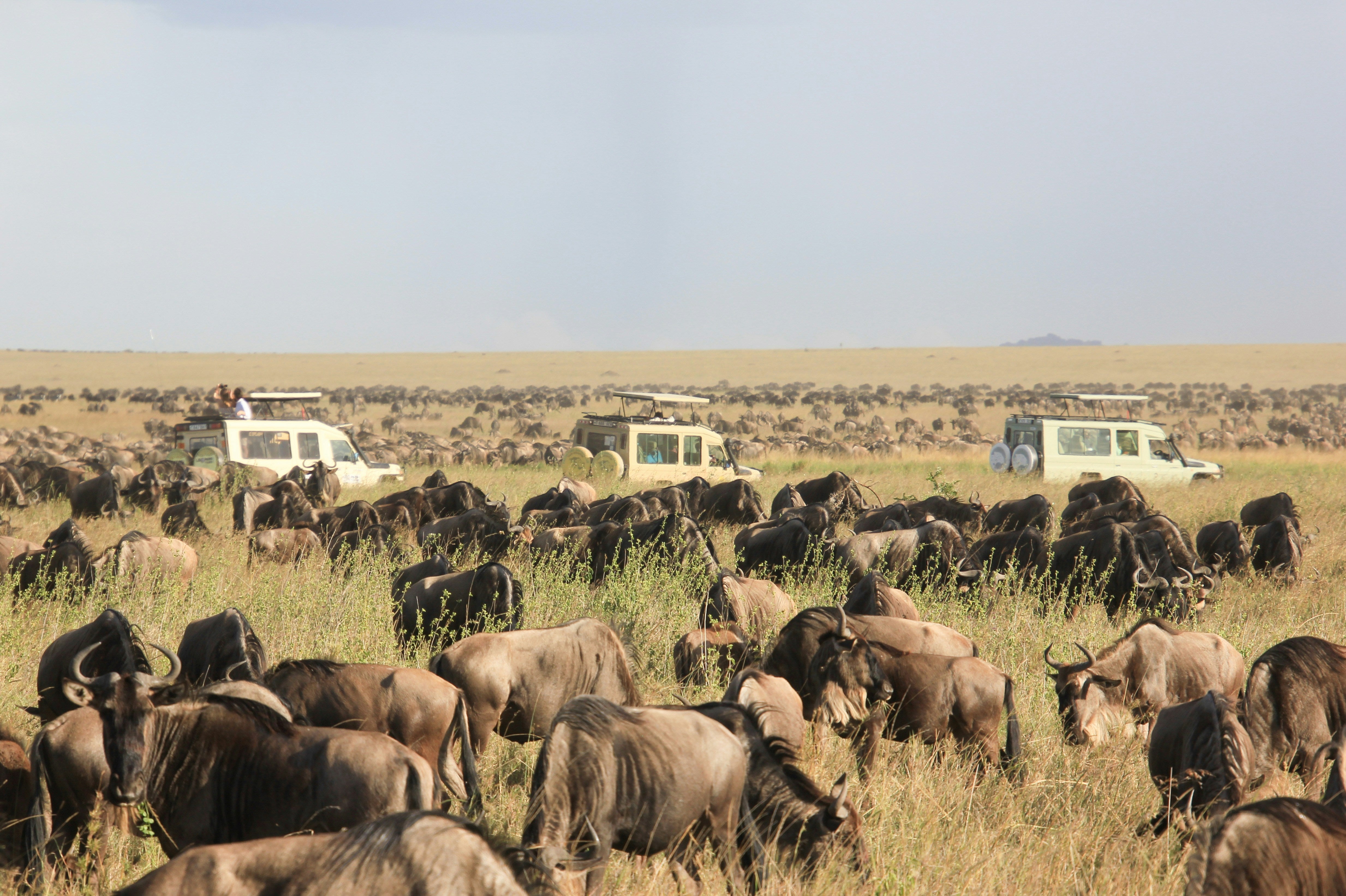 Serengeti & Beyond 2026