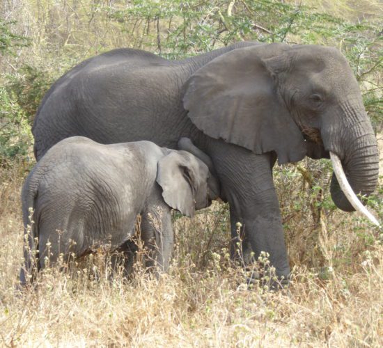 The Serengeti & Beyond | August/September, 2026