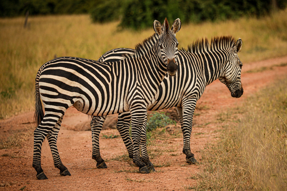 Malawi & Zambia Explorer <br>21 July - 10 August, 2027