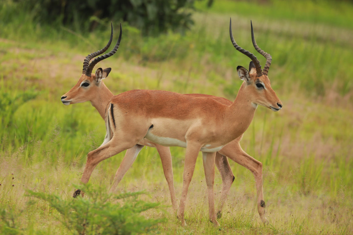 Malawi & Zambia Explorer <br>21 July - 10 August, 2027