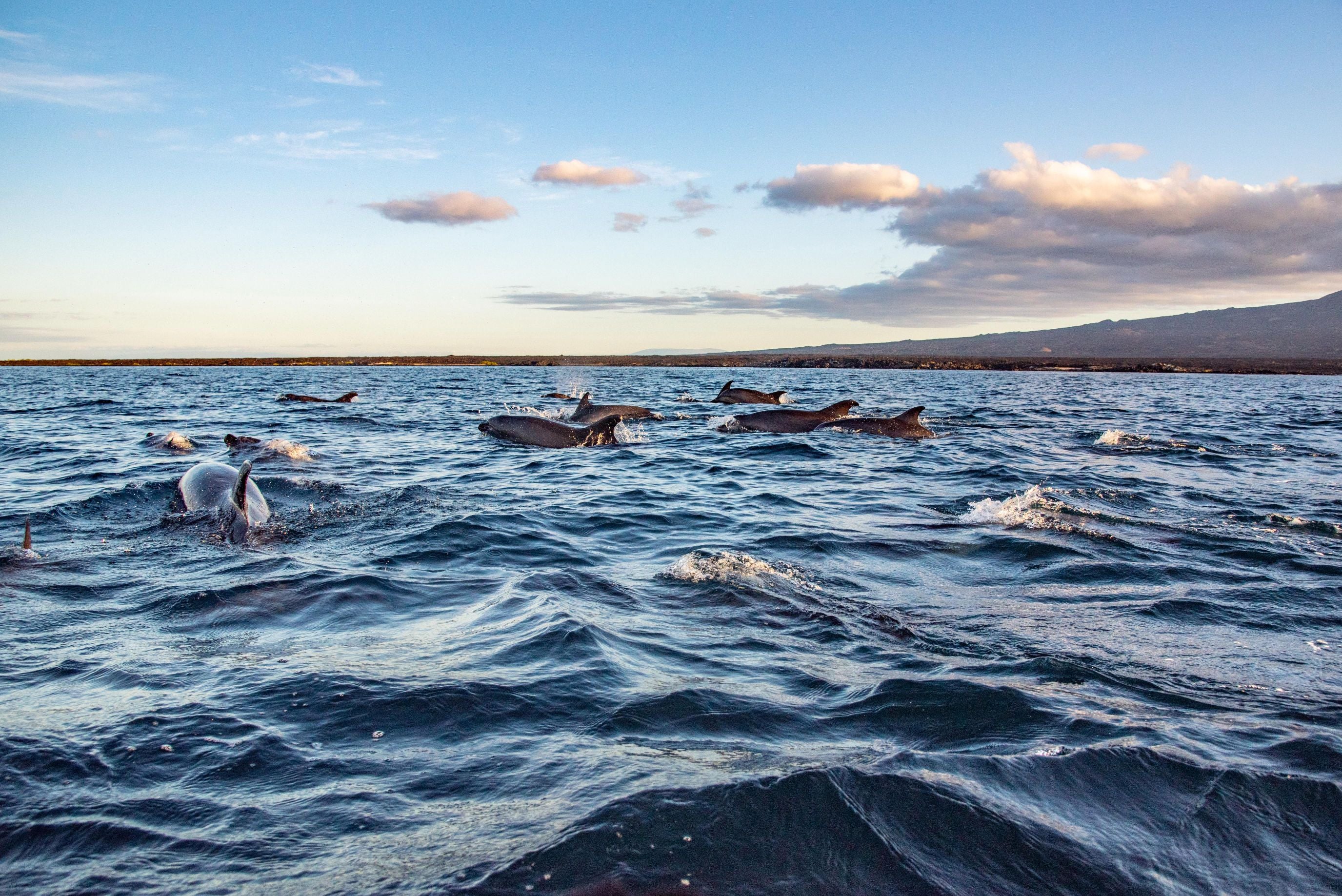 Galapagos Wildlife Cruise <br>19 - 31 May, 2026