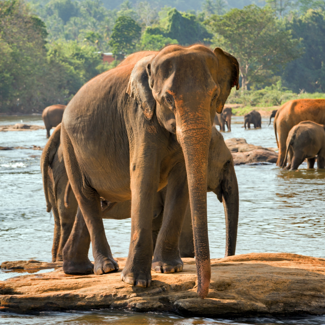 Sri Lanka <br> November, 2027