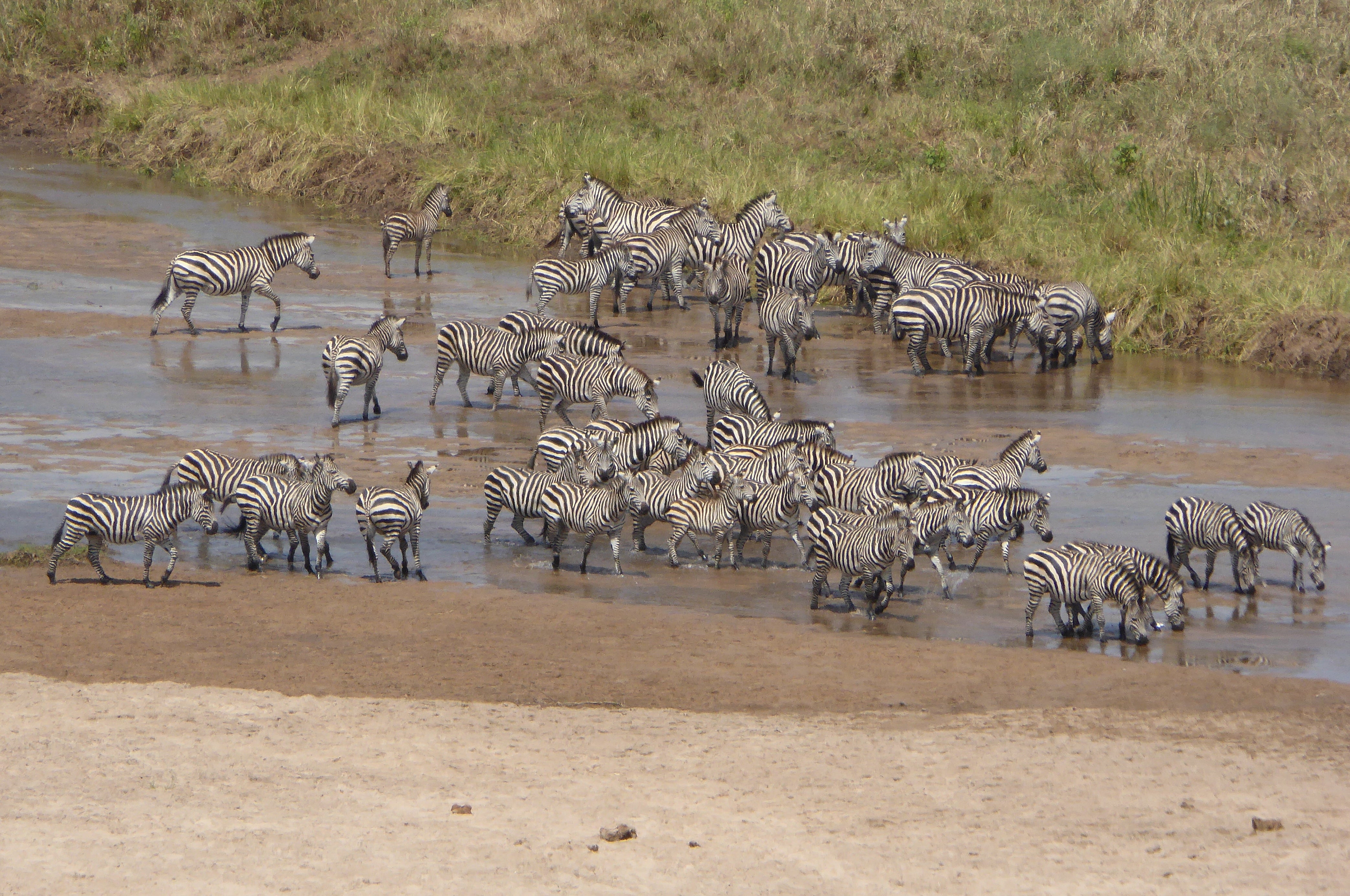 The Serengeti & Beyond <br>31 Aug - 17 Sept, 2026