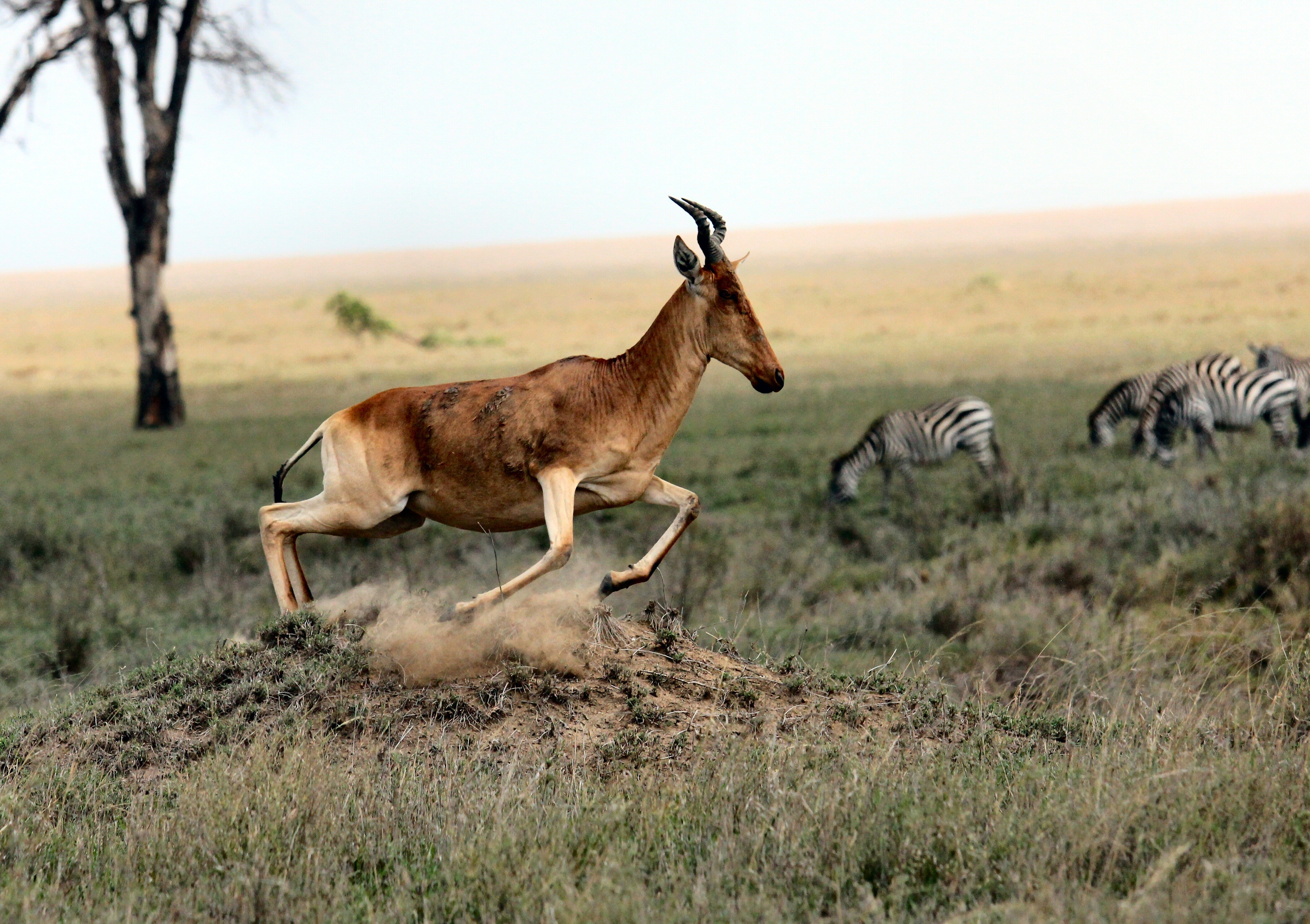 The Serengeti & Beyond <br>31 Aug - 17 Sept, 2026