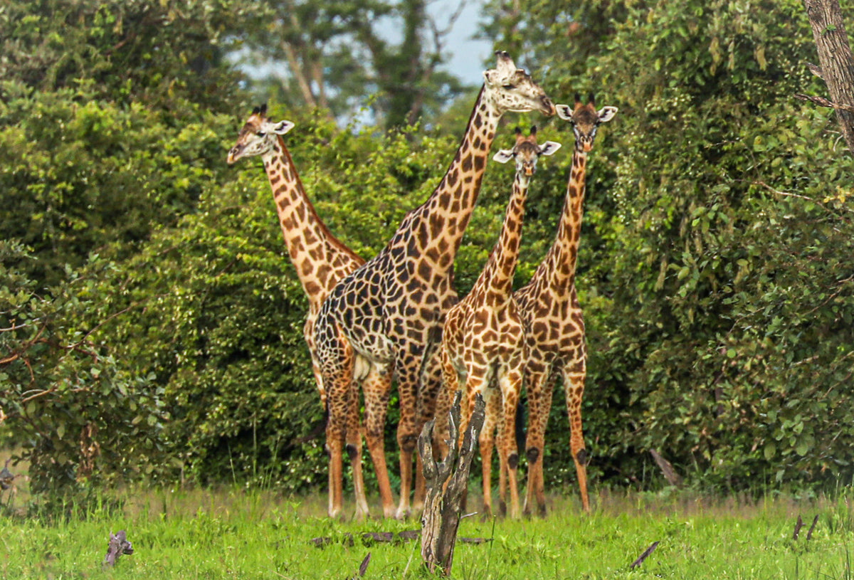 Malawi & Zambia Explorer <br>21 July - 10 August, 2027