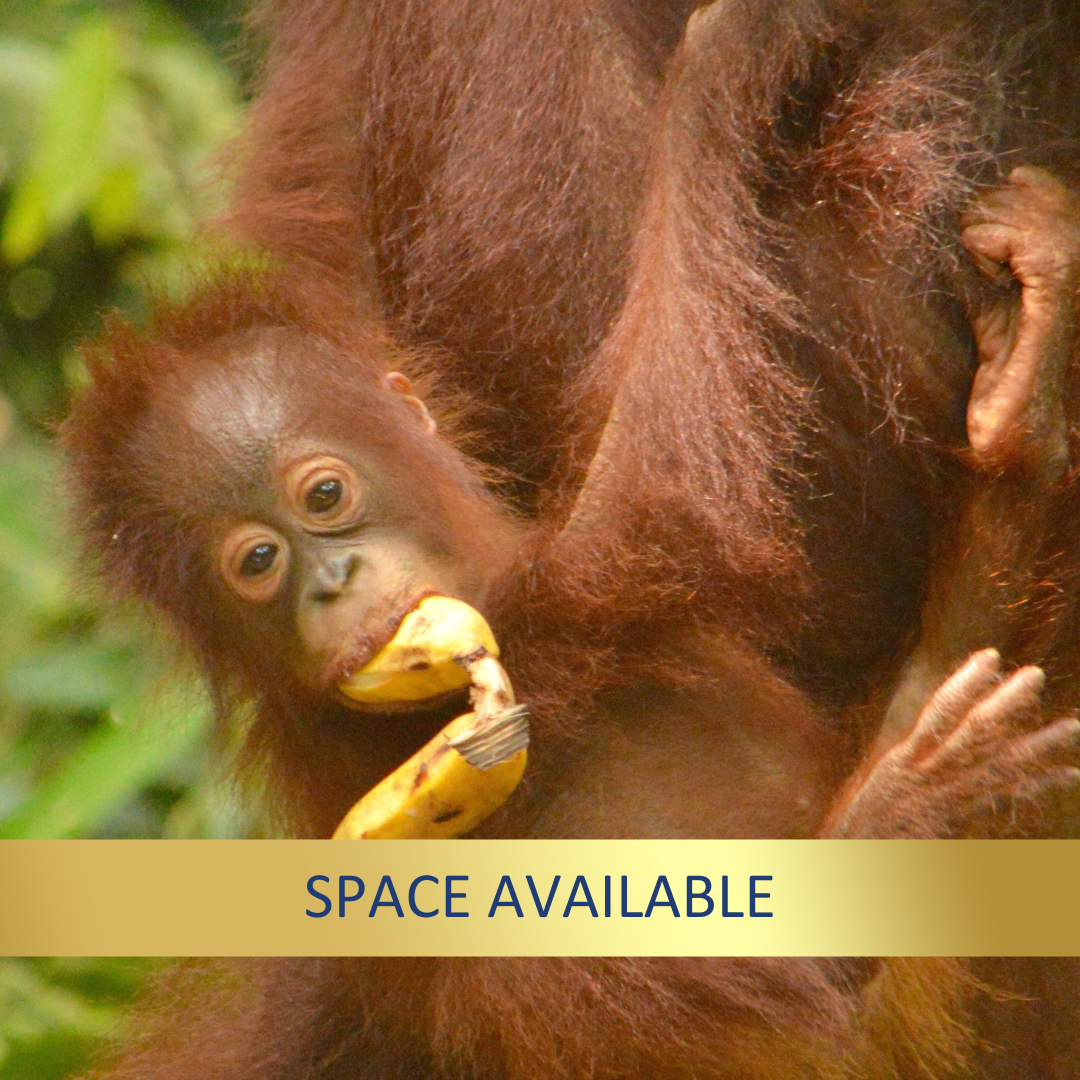 Indonesia's Forgotten Islands <br>8 - 21 Sept, 2026