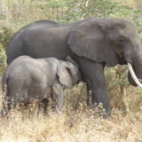 Elephants in the Serengeti