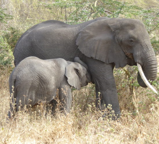 Elephants in the Serengeti