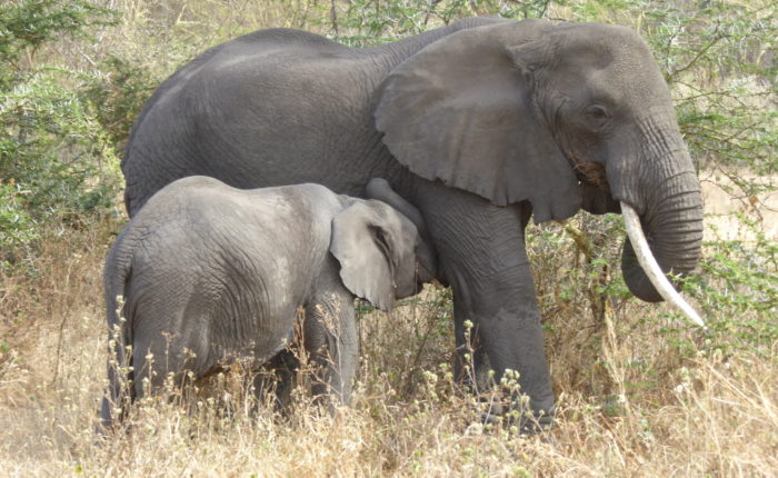 Elephants in the Serengeti
