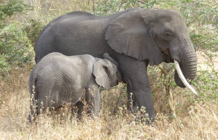 Elephants in the Serengeti