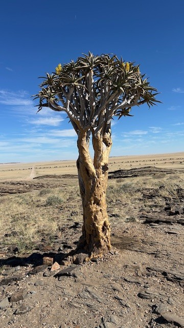 Quiver trees, Kuiseb Canyon Pass, Namibia