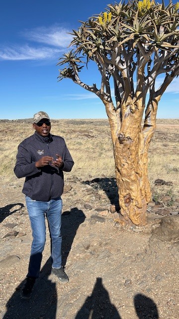 Quiver trees, Kuiseb Canyon Pass, Namibia