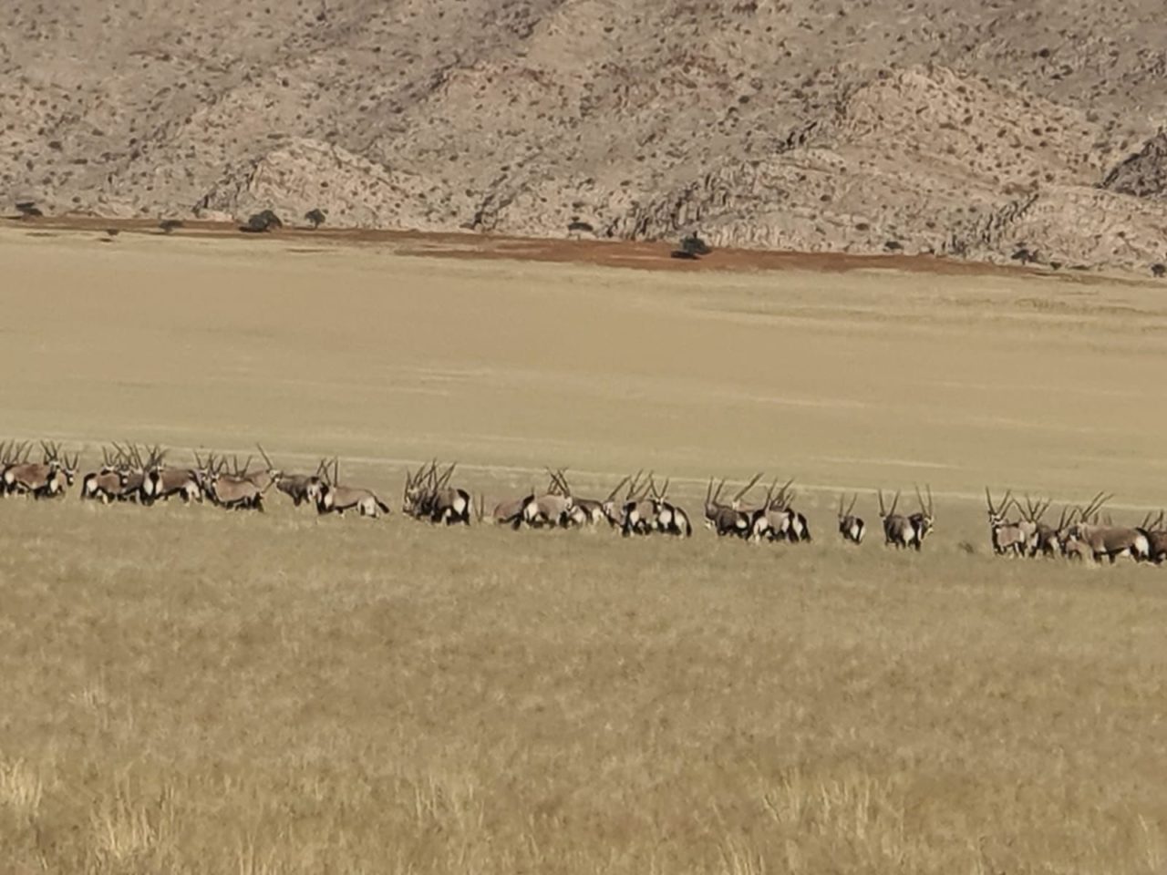 Namib Desert