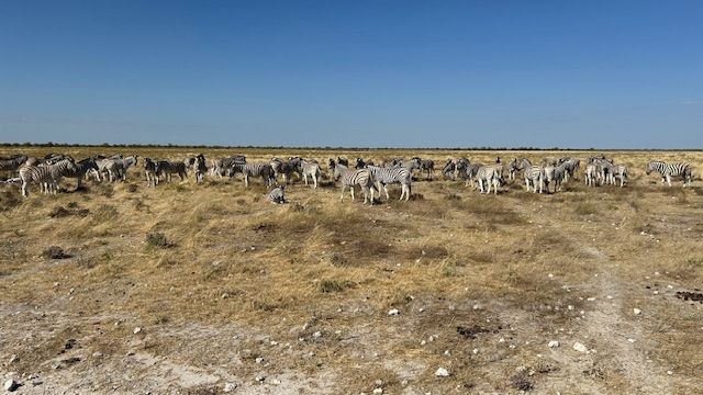 Etosha National Park, Namibia