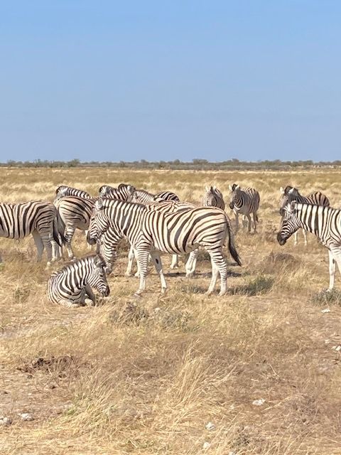 Etosha National Park, Namibia