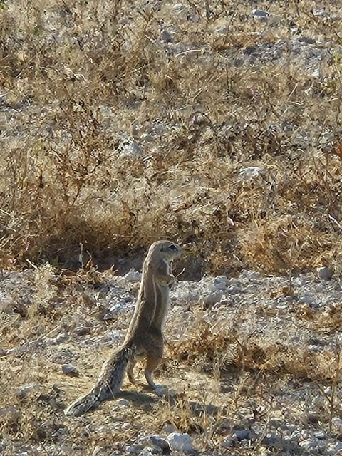 Etosha National Park, Namibia
