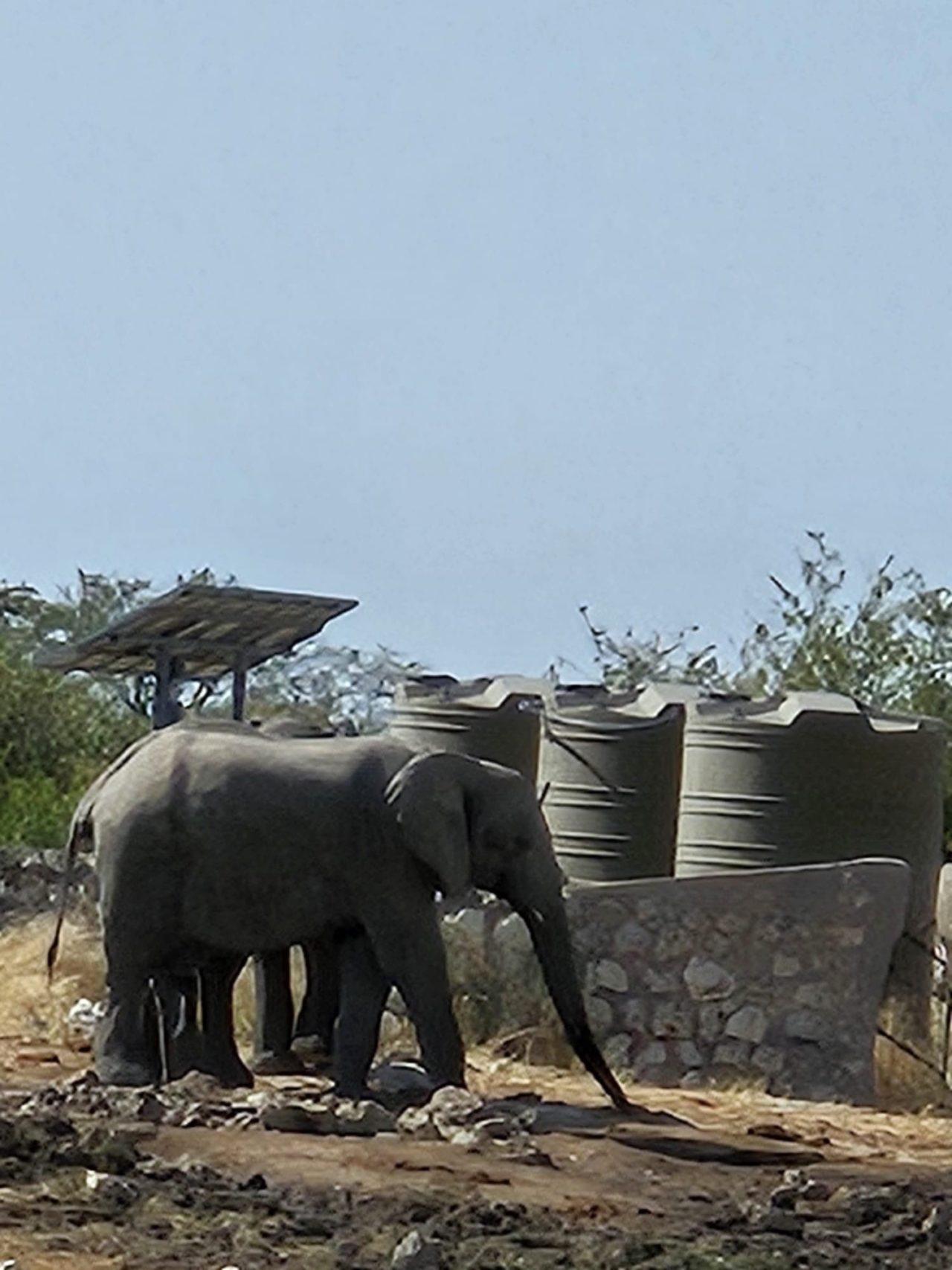 Etosha National Park, Namibia