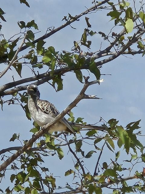 Etosha National Park, Namibia