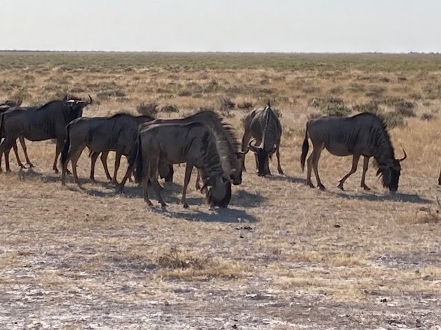 Etosha National Park, Namibia