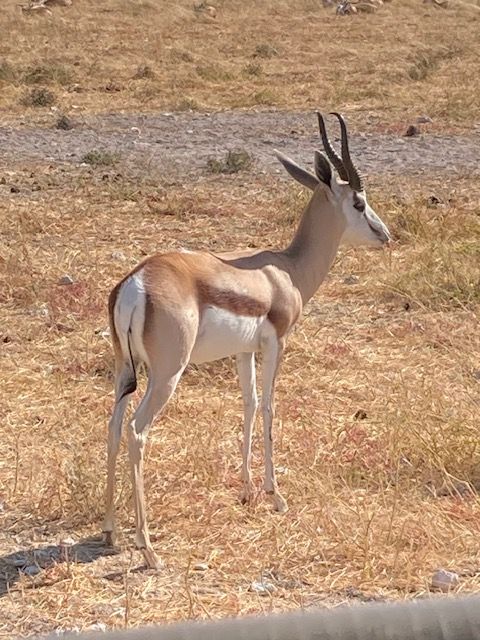 Etosha National Park, Namibia
