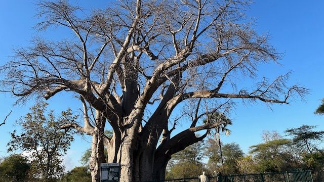 Victoria Falls, Zimbabwe, and Chobe National Park, Botswana