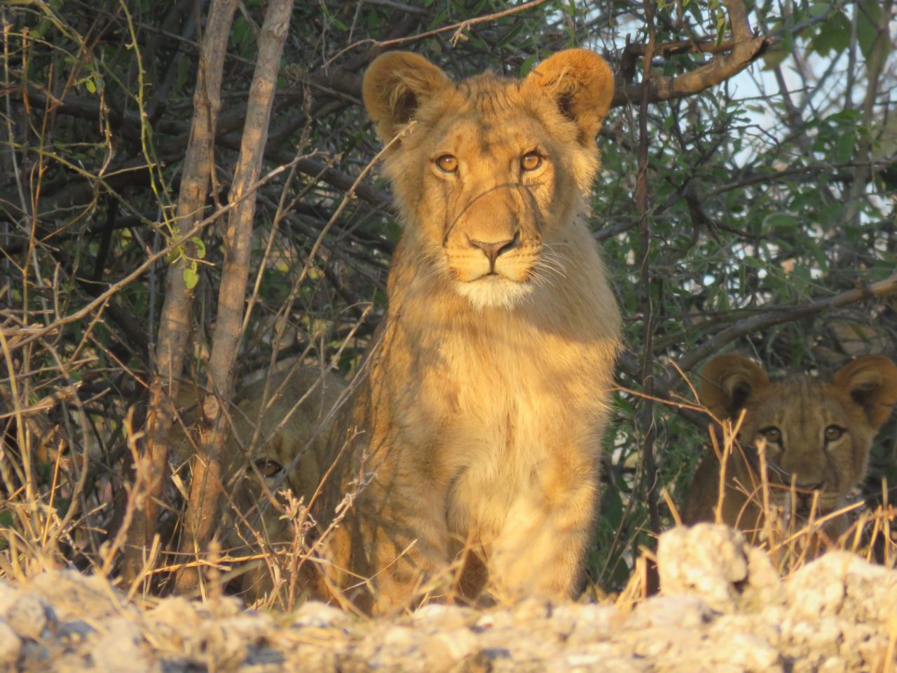Chobe National Park, Botswana