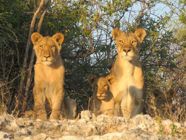 Chobe National Park, Botswana