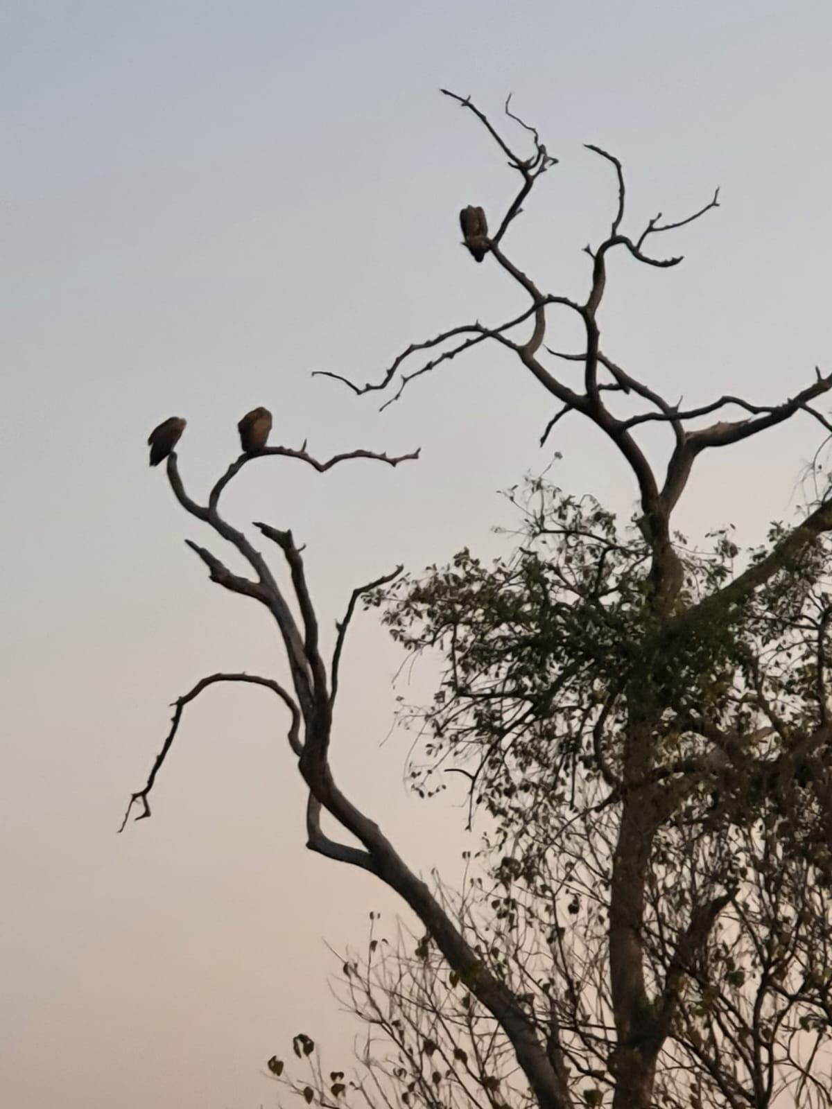 Chobe National Park, Botswana