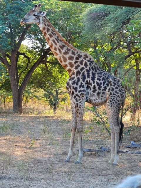 Chobe National Park, Botswana