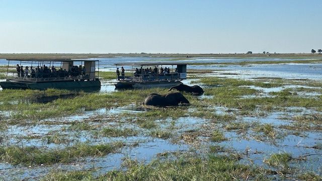 Chobe National Park, Botswana