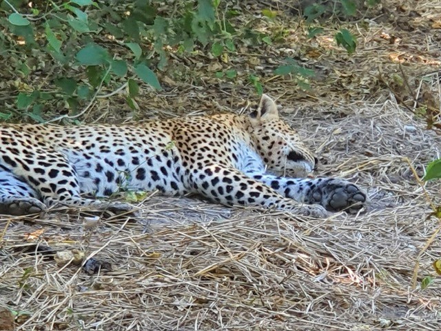 Okavango Delta, Botswana