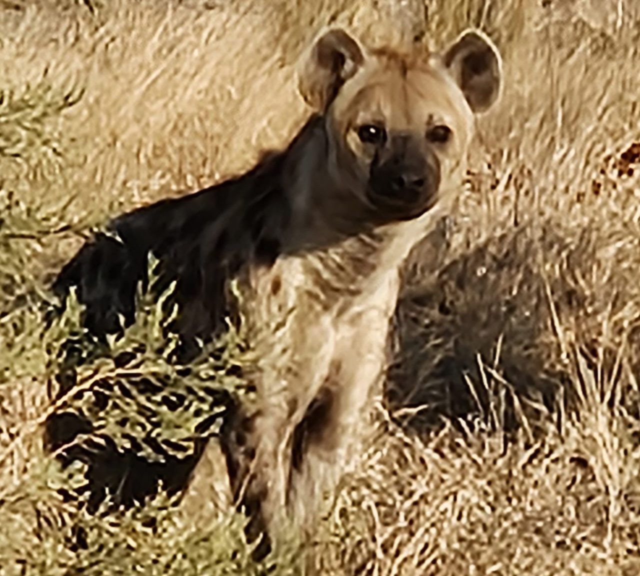 Okavango Delta, Botswana