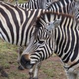 Malawi Game Park