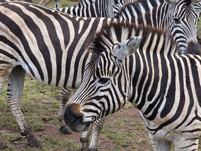 Malawi Game Park