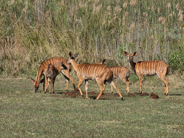 Malawi Game Park