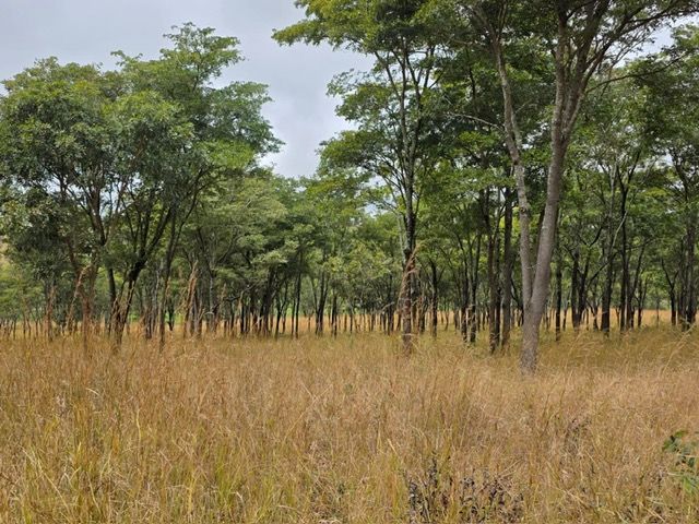 Malawi Game Park