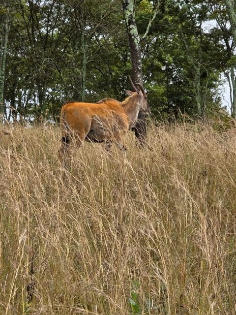 Malawi Game Park