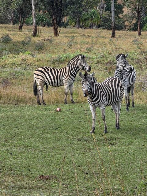 Malawi Game Park